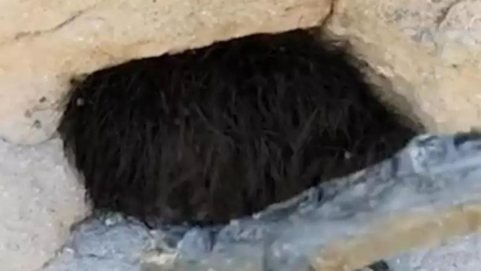 Credea că e un animal. L-a atins, dar s-a dezlănțuit COȘMARUL! Ce era, de fapt, acolo 