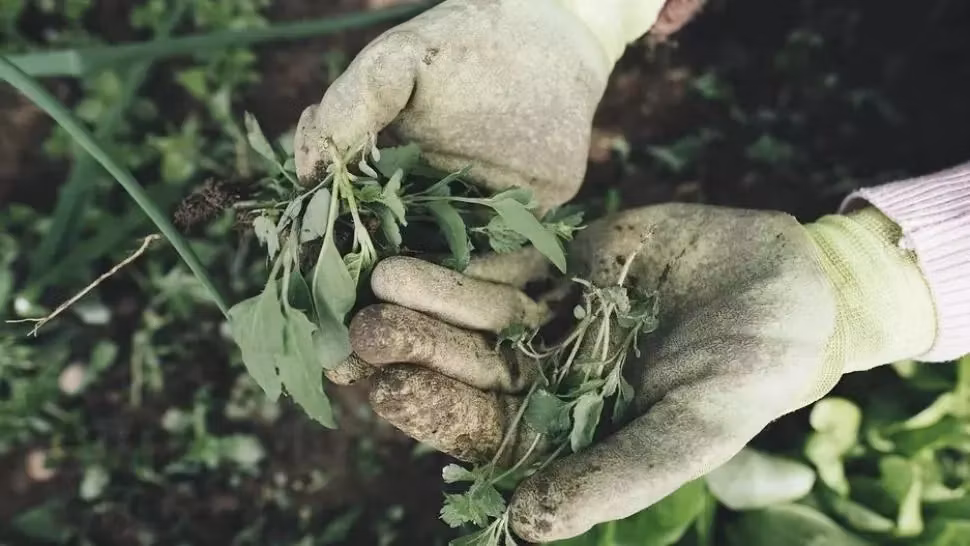 Fermierii afectați de secetă vor primi despăgubiri de 850 de milioane de lei