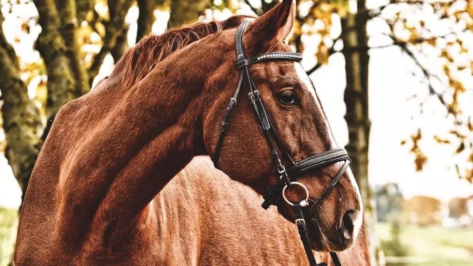 Alegeri locale 2020. Primarul reales care a sărbătorit victoria călare