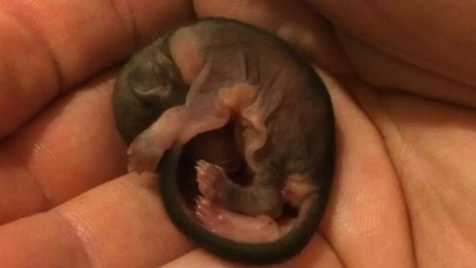 A salvat un puiuţ găsit pe stradă. Când a crescut, bărbatul a avut un şoc! Creatura se transformase 