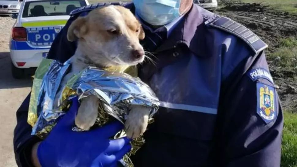 Cățelusul incendiat de copiii din Buzău Foto: Facebook.com/Marcel Vela