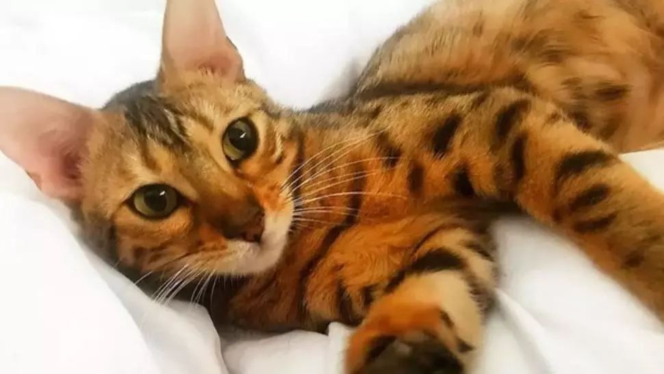 Casă inundată de o pisică, după ce a învățat să folosească robinetele. Cum au găsit-o stăpânii  