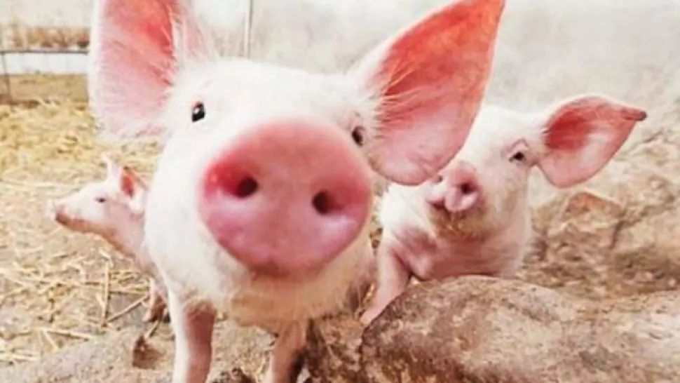 Carnea de porc, un lux din import de Crăciun - Anunțul fermierilor români - Producția, decimată de pesta porcină africană