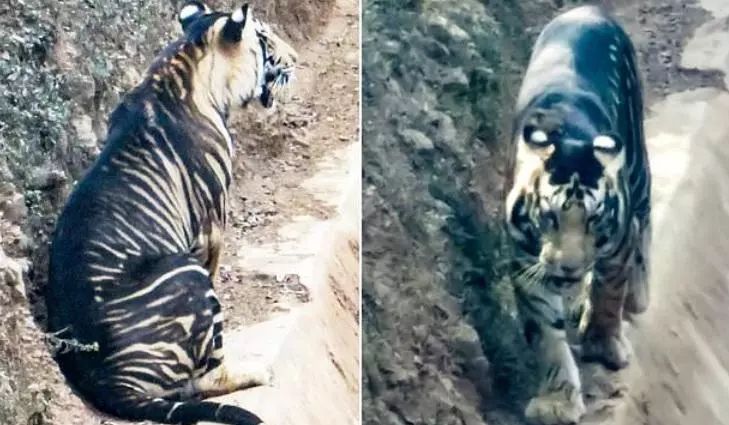 Un tigru dintr-o specie extrem de rară, fotografiat în India