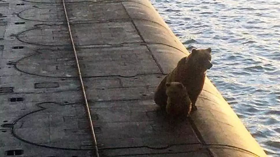 Incident șocant în Rusia. O ursoaică și puiul ei au fost împușcați după ce s-au urcat pe un submarin - VIDEO