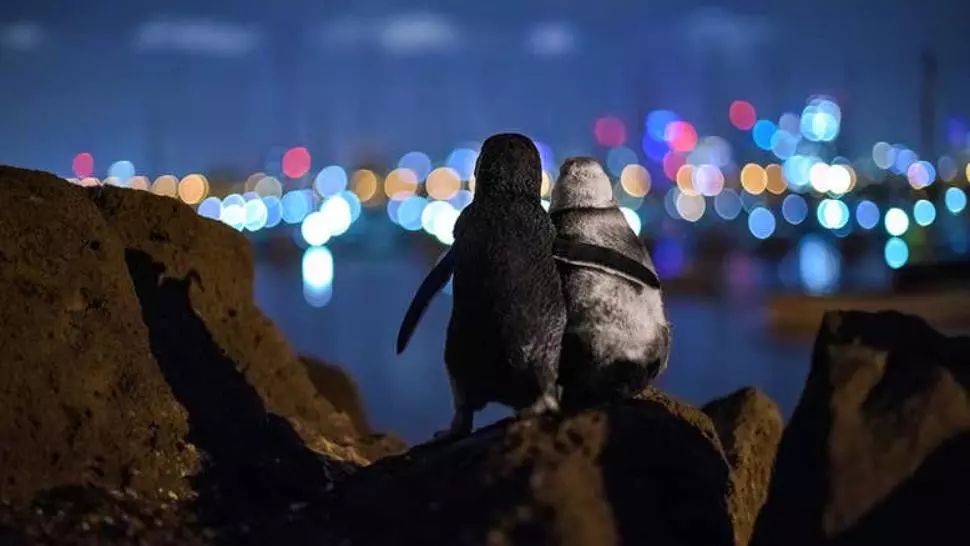 Fotografia anului 2020 - Cei doi pinguini pitici care au grijă unul de celălalt după ce fiecare dintre ei și-a pierdut perechea  Foto: Tobiasvisuals.com - Tobias Baumgaertner