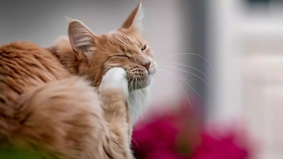 Tot ce trebuie să știi despre paraziții externi la pisici. Pot lua purici iarna?