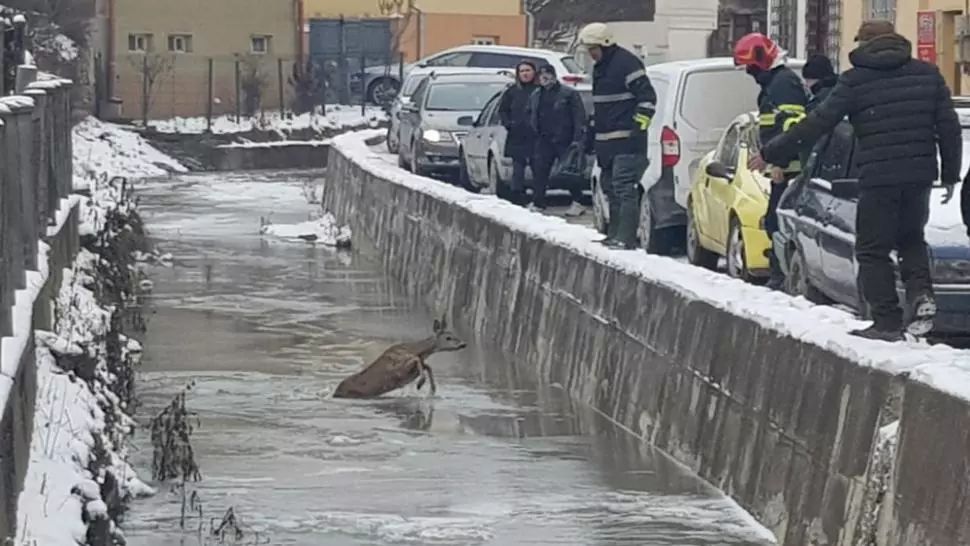 Căprioară salvată de pompieri în județul Alba 