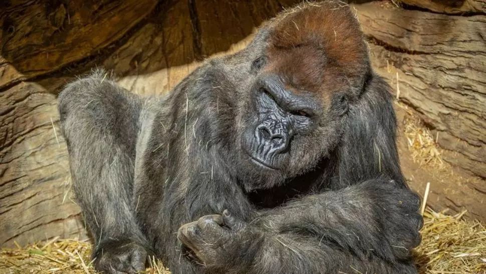 Winston, prima gorilă vindecată de COVID-19 după un tratament experimental cu anticorpi monoclonali, de la Grădina zoologică din San Diego, California Foto: zoonooz.sandiegozoo.org