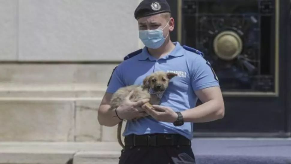 Poliția Animalelor debutează în forță. 16 pe loc pentru un post de ofițer sau agent