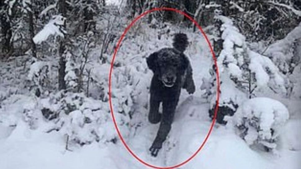 Tu ce vezi în imagine, un câine sau un bărbat?