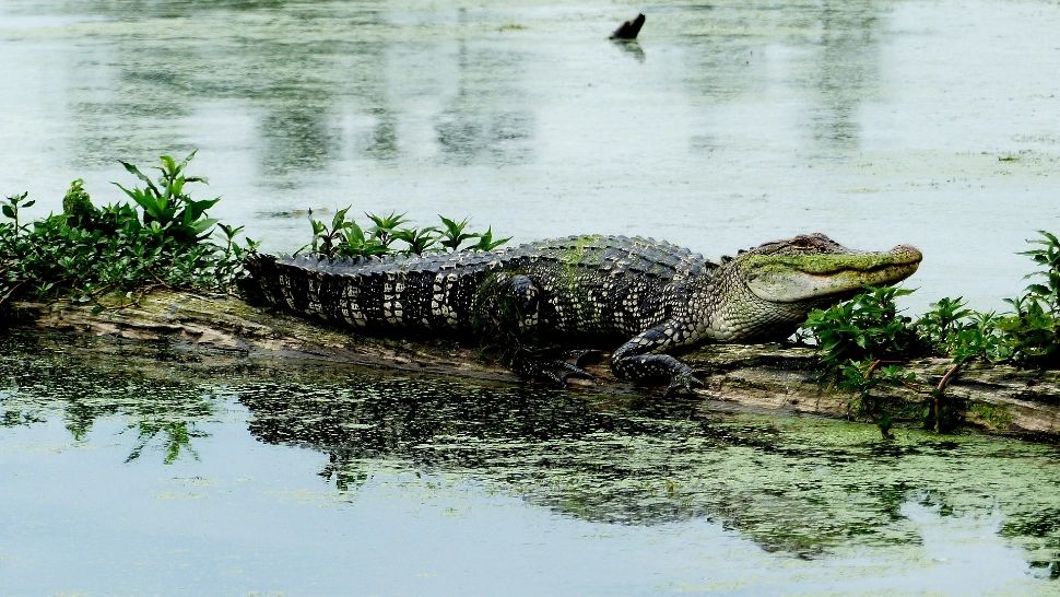 Crocodilii au scapat de la o ferma din Africa de Sud