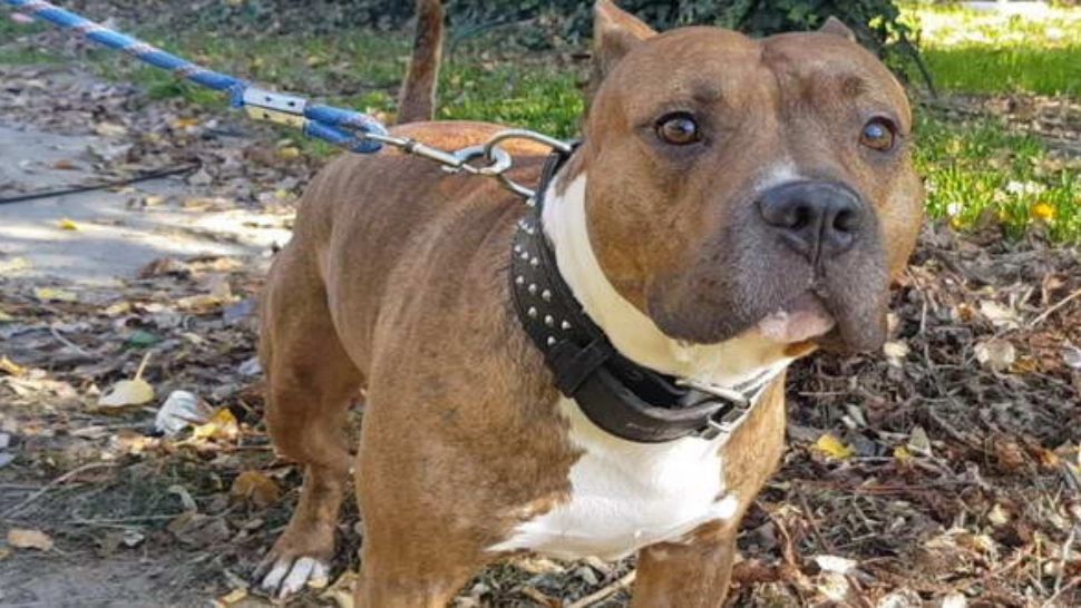 Un copil de 4 ani a fost mușcat de un câine din rasa Amstaff