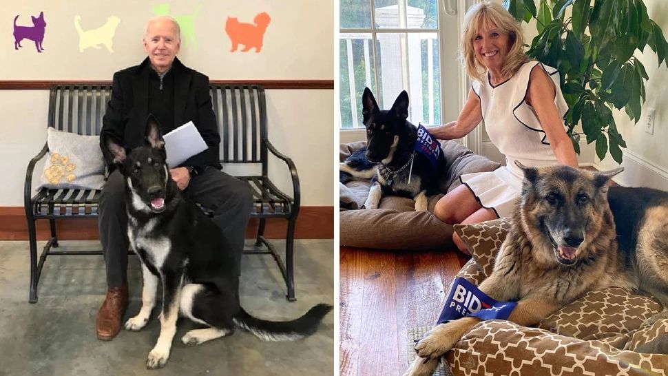 Cei doi ciobănești germani, Major și Champ, ai familiei Joe Biden Foto: washingtonian.com