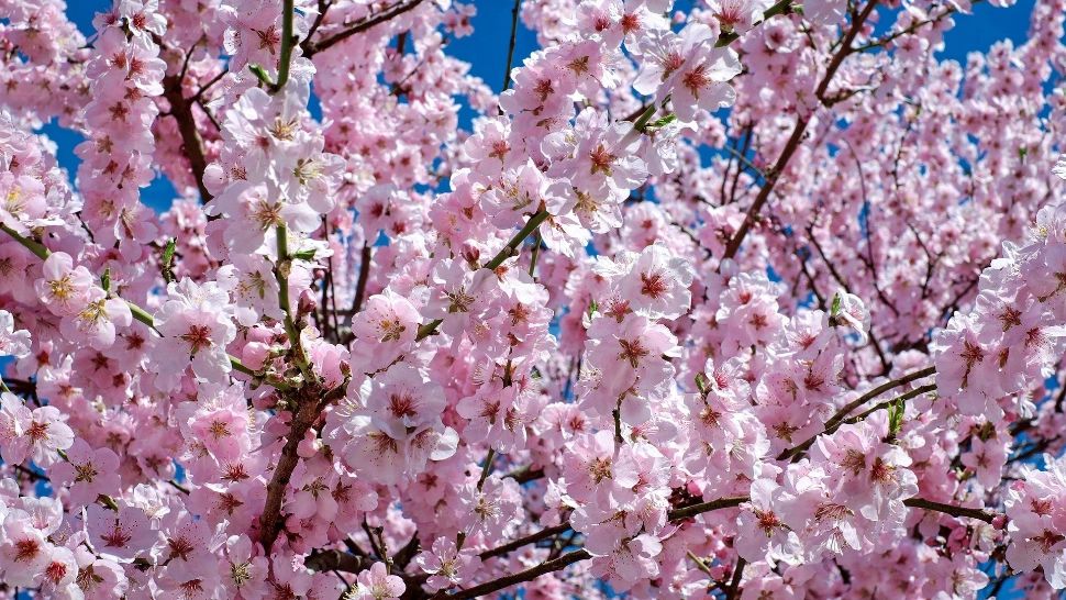 Ciresi infloriti in Japonia/sursa foto: pixabay