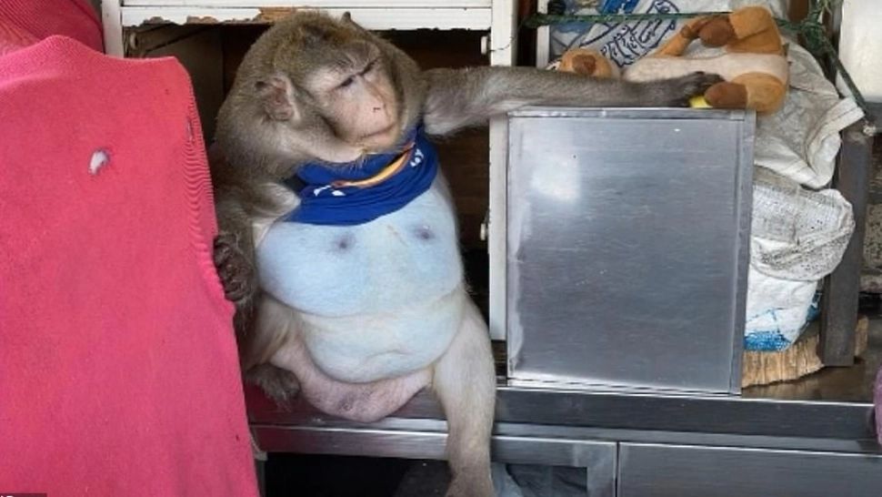Maimuta obeza (foto: Viral Press)