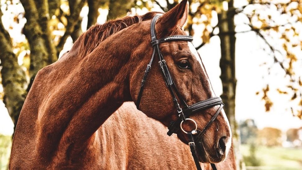 Proprietarul iepei mărturisește că animalul său a fost agresat de calul altui sătean
