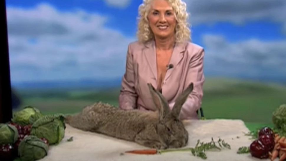 Cel mai mare iepure din lume, furat de la stăpâna sa, fostă vedetă Playboy. Foto/Captură video