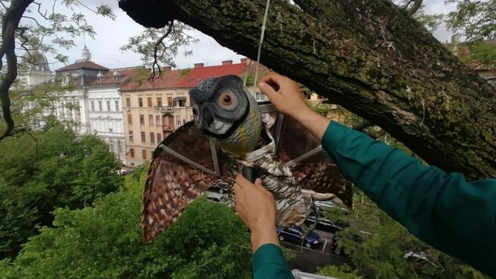 Sperietoare în formă de bufniță. Foto/debanat.ro