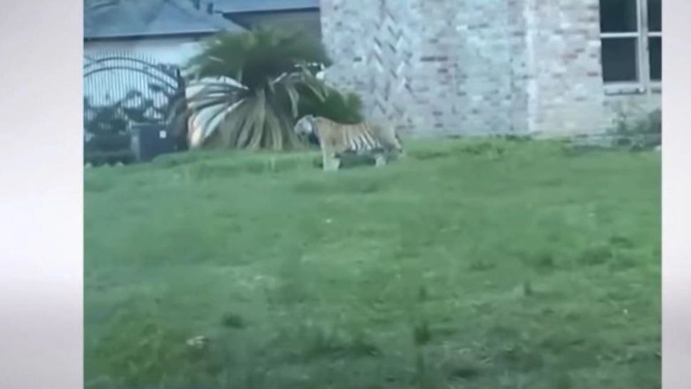 Un tigru a fost văzut plimbându-se nestingherit pe străzile din Houston, SUA. Foto/Captură video
