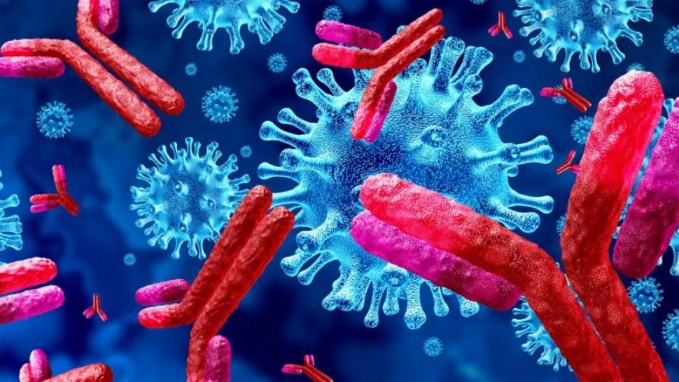 Ai avut COVID-19? Este foarte posibil să produci anticorpi o viață întreagă - Concluziile celui mai nou studiu