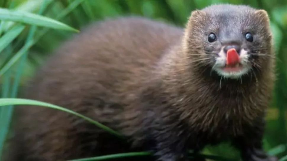 Comerțul cu blănuri, interzis în Israel