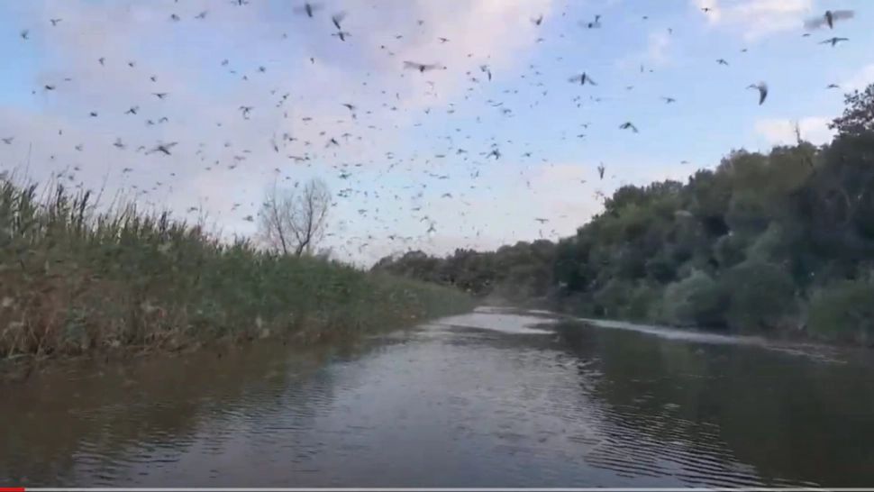 Efemeriade în Delta Dunării. Foto: captură YouTube