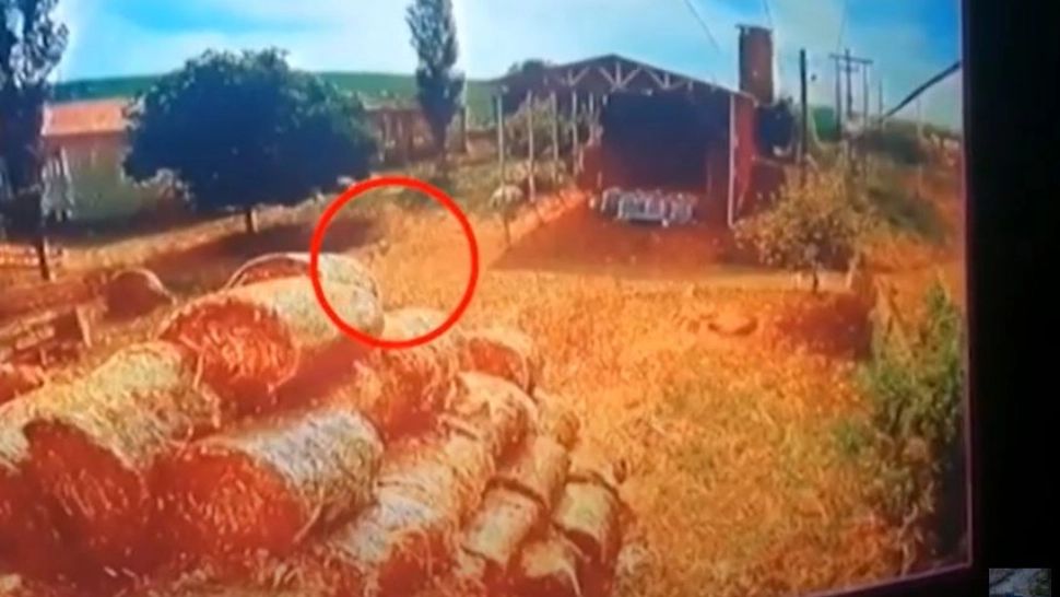 Fetiță de 3 ani sfâșiată de animalele sălbatice
