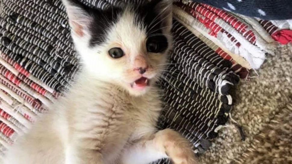 FOTO: Facebook/Cats Protection Bedford & Biggleswade Branch 