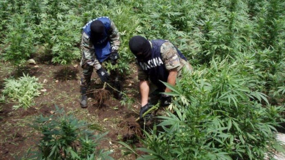 Nouă saci de rafie plini cu marijuana au fost confiscați într-un sat din județul Botoșani