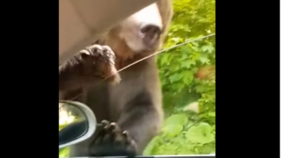 Urs filmat la Sinaia când ursul aproape că intră în mașină Foto: Captură Video Facebook