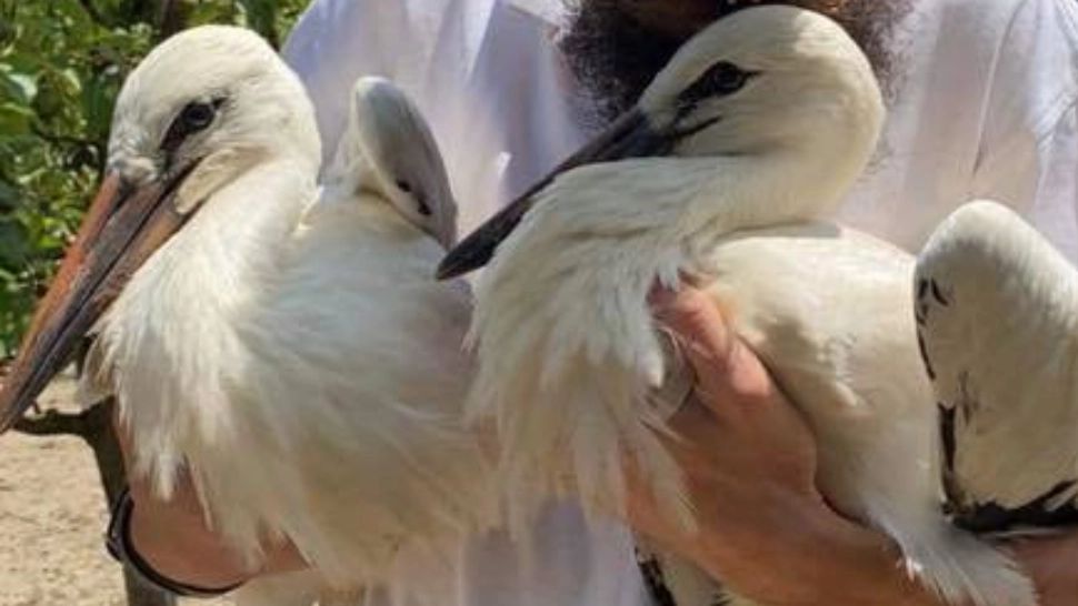 Pui de barză salvați după ce furtunile le-au distrus cuibul Foto: Facebook