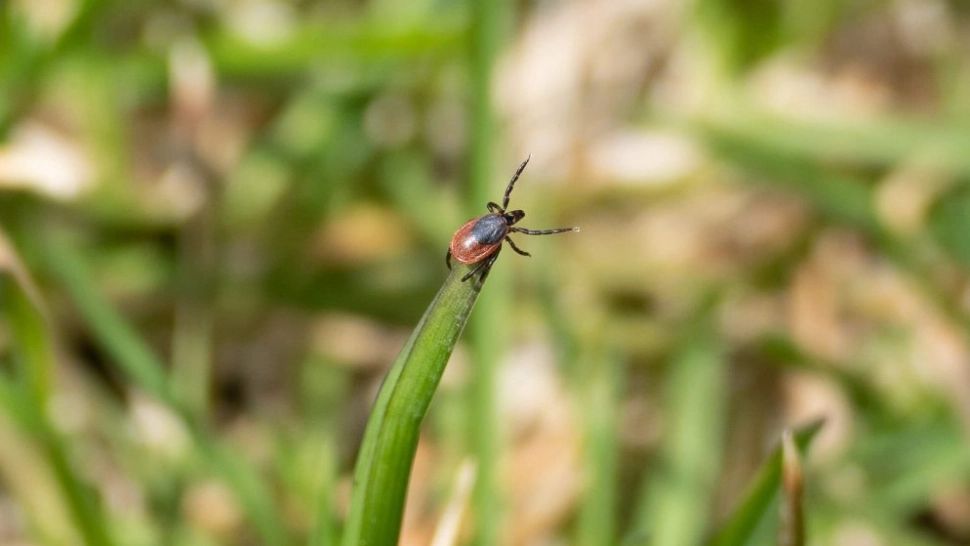 Este SEZONUL căpușelor - CUM te ferești de mușcăturile insectelor care pot provoca boala Lyme 