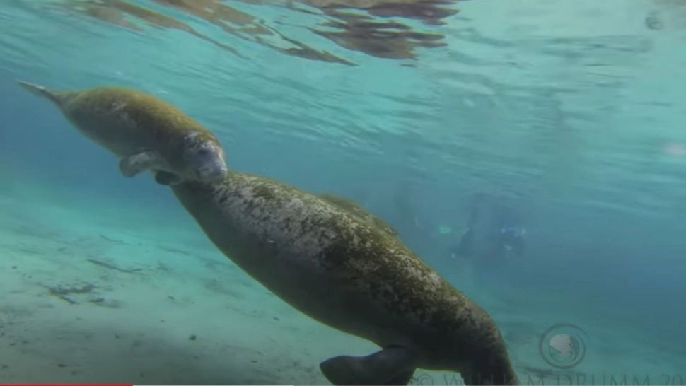 Lamantinii, uriașii oceanelor, în pericol de dispariție din cauza poluării. Foto/captură video