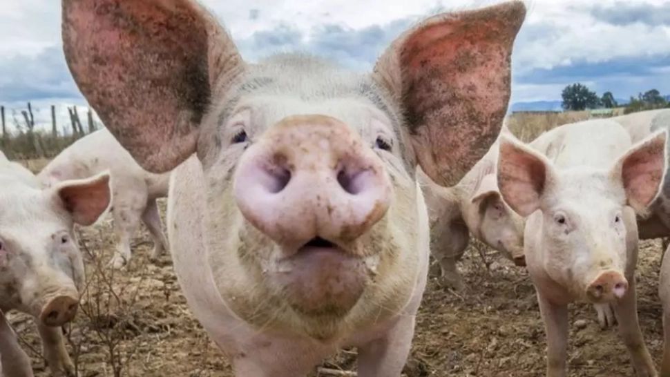 Focare de pestă porcină africană în România