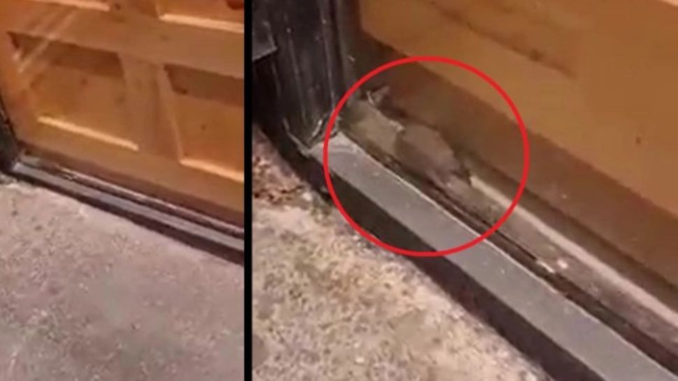 Șoarece surprins într-o pizzerie lângă Spitalul Județean Galați