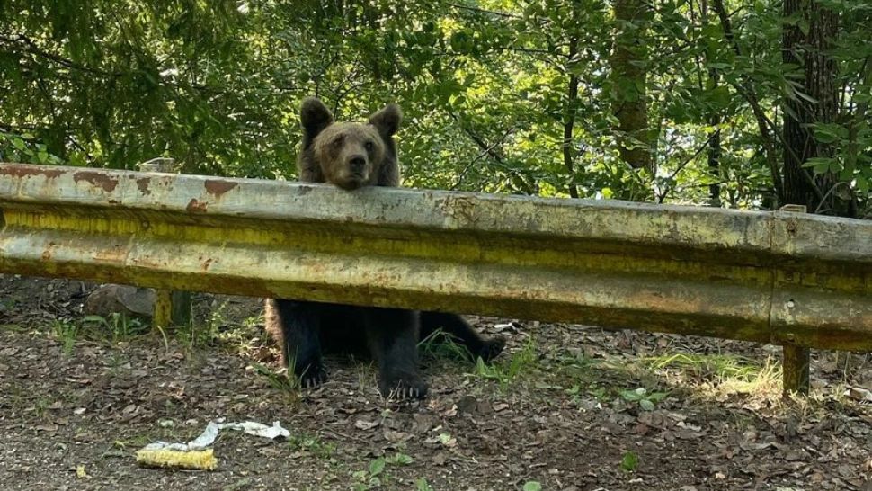 Urs hrănit de oameni în zona Barajului de la Vidraru Foto: Facebook.com
