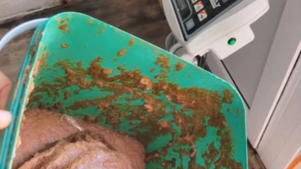 Mizerie de nedescris în bucătăriile restaurantelor de pe litoral