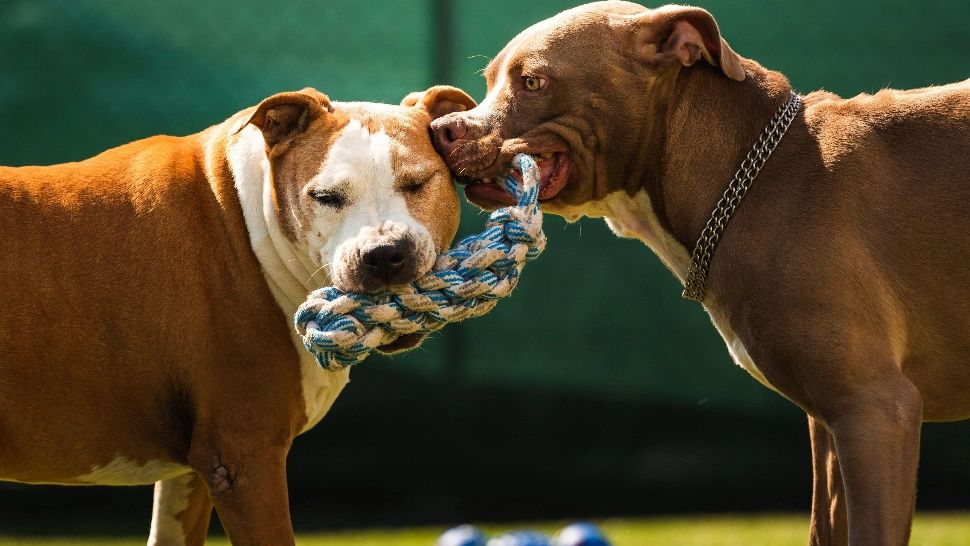 Amstaff, o rasă de câini interzisă în multe colțuri ale lumii. Foto/Arhivă