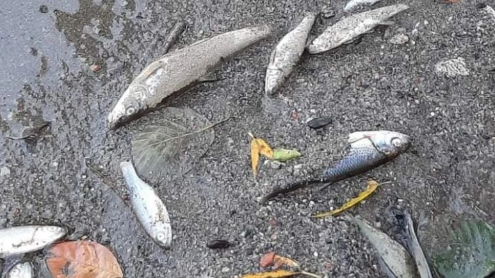 SUTE de pești morți în Jiu! Apele Române au prelevat probe pentru a afla cauza DEZASTRULUI ecologic