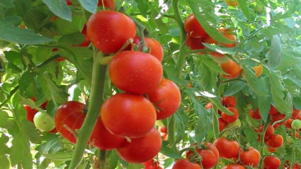 Agricultura din România, în zodia MAFIOȚILOR conectați la subvențiile europene - „TOMATA