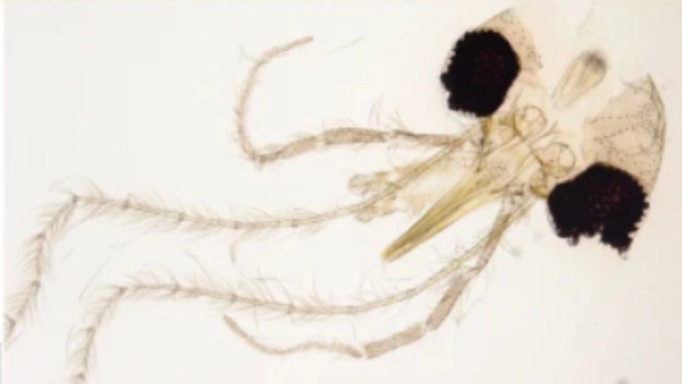 Foto: captură Revista Parasites and Vectors