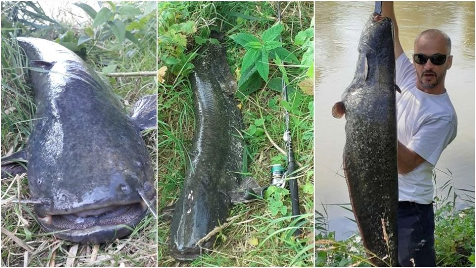 Operațiunea Monstrul. Somn URIAȘ, capturat în județul Alba. Detaliul care a șocat pescarii