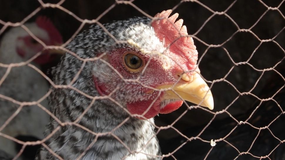 Fermierii cunosc o serie de trucuri simple (foto: Profimedia)