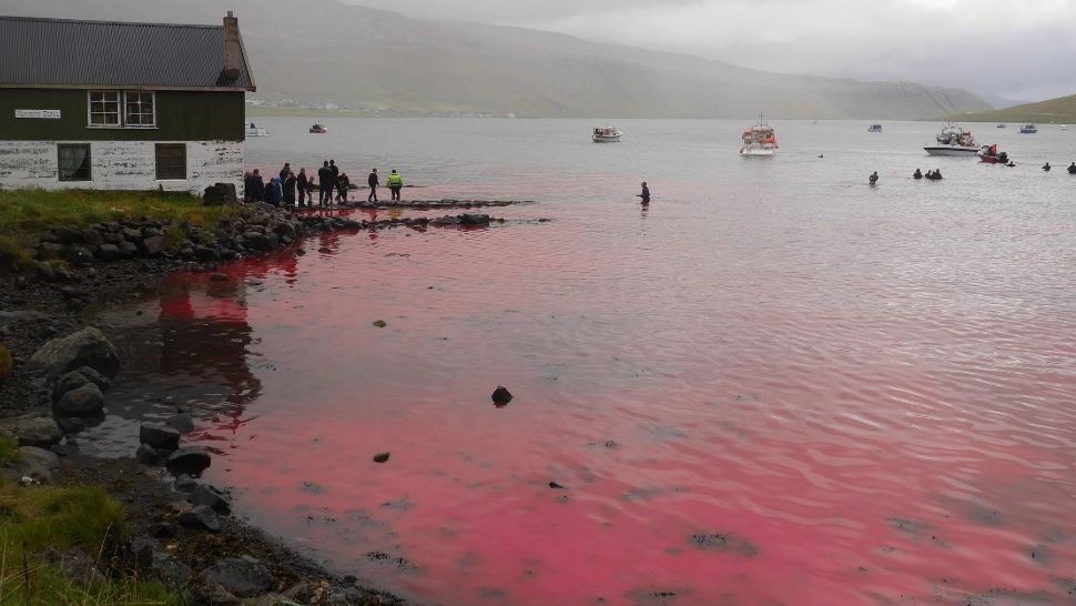 Vânătoare masivă de delfini în Insulele Feroe. Masacru total / Foto: Profimedia