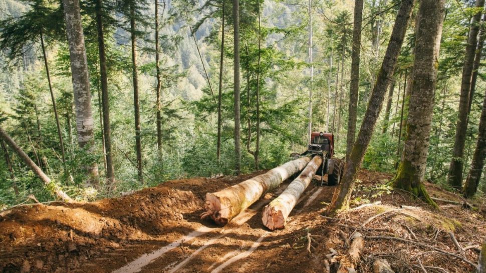 Jurnaliștii și activistul de mediu BĂTUȚI în timp ce filmau în pădure, mărturii la Guvern Foto: Greenpeace România