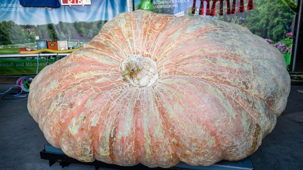 Cel mai mare dovleac din lume. Sursa foto: Profi Media