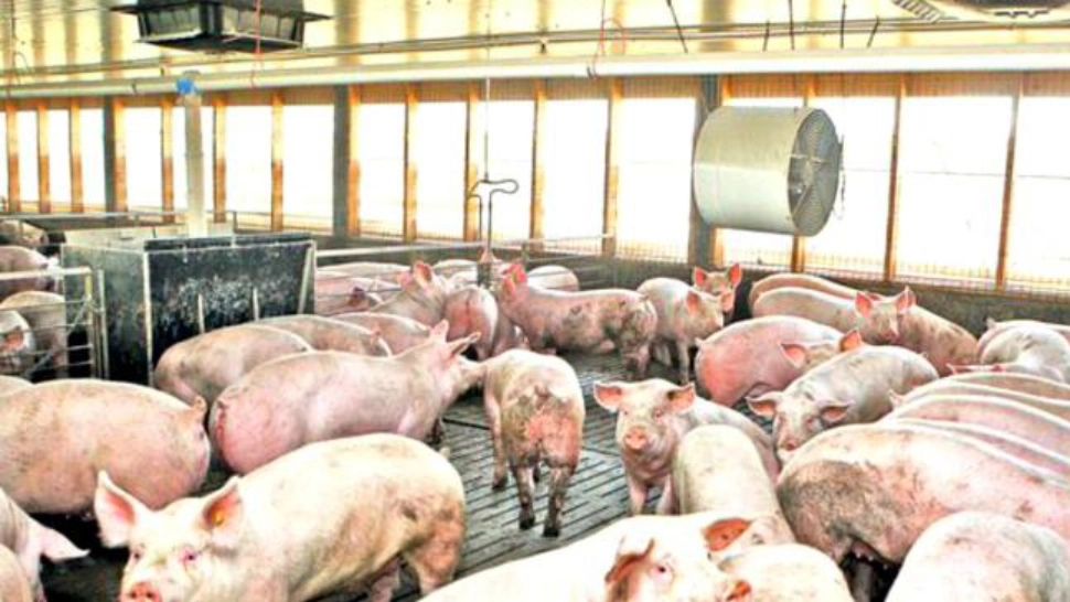 Ferma porci FOTO: Arhiva