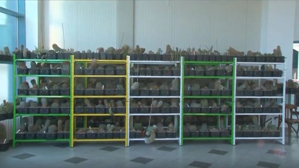 Colecție cactuși Delfinariu Constanța / Captură video