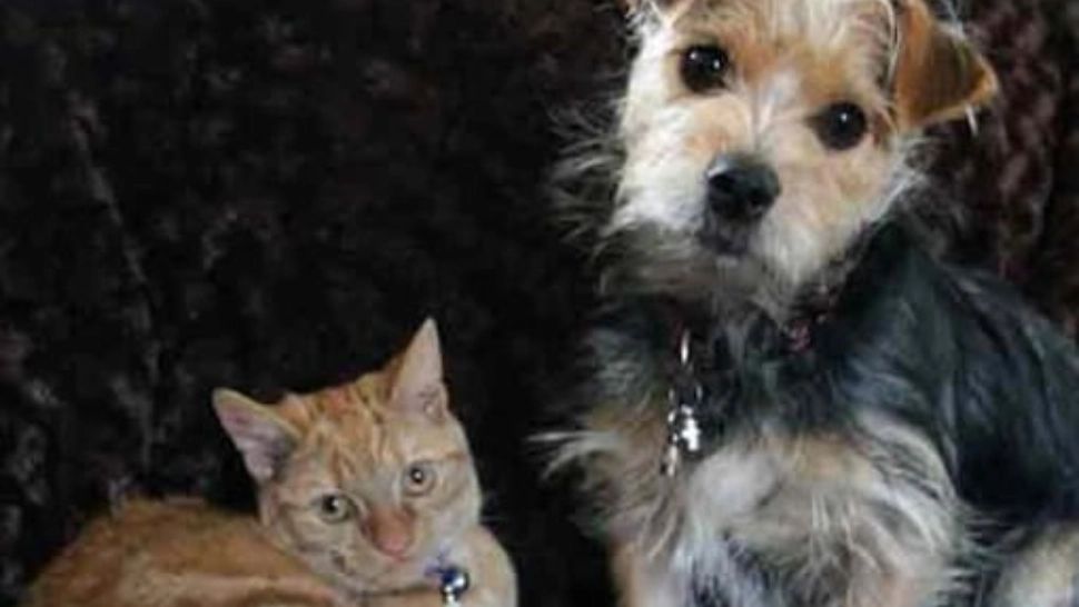 Animalele de companie din China, în pericol de moarte în timpul pandemiei COVID-19